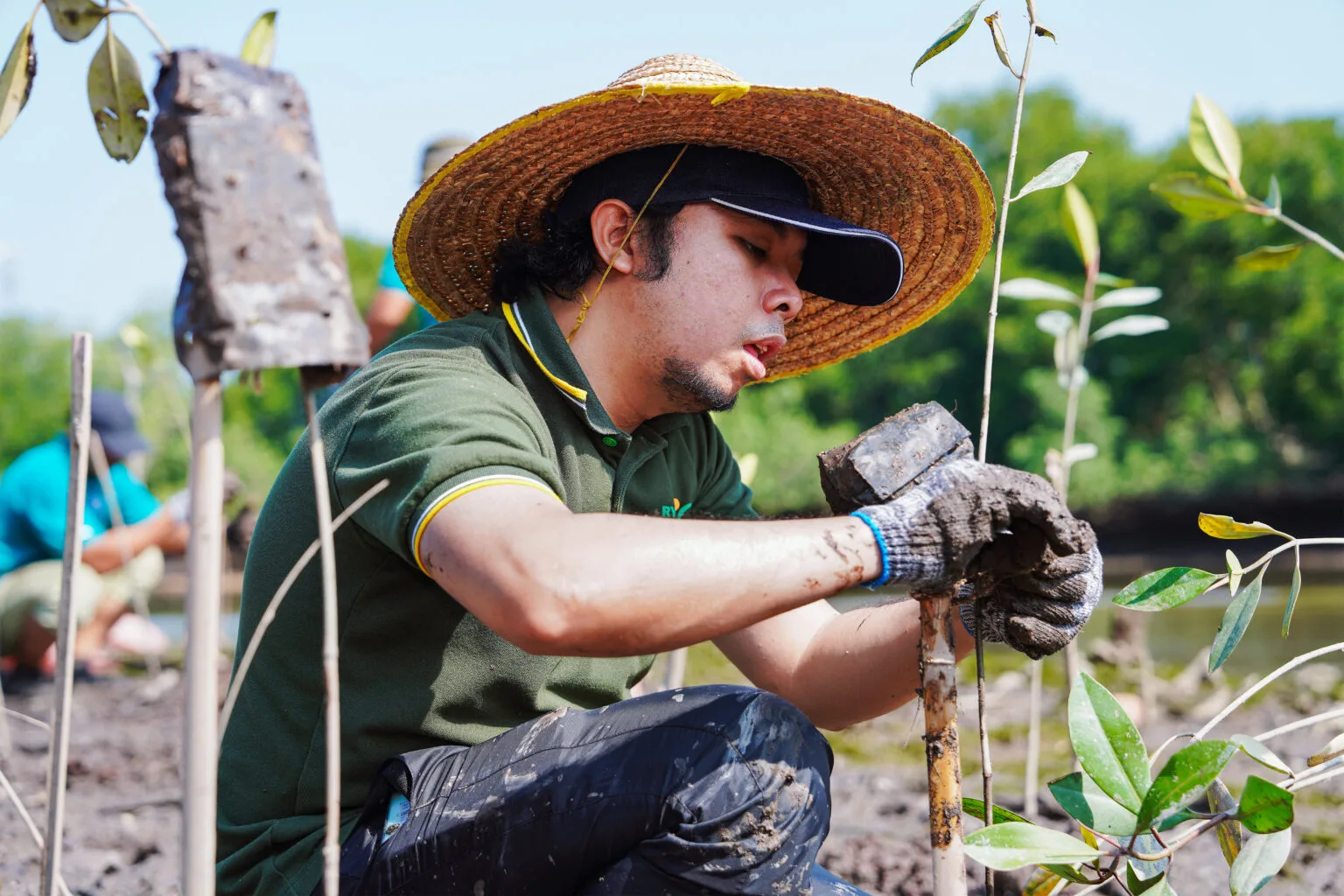 Sustainability as a collective action. A student planting a mangrove sapling as part of a conservation activity in Manjung.